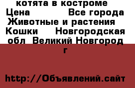 котята в костроме › Цена ­ 2 000 - Все города Животные и растения » Кошки   . Новгородская обл.,Великий Новгород г.